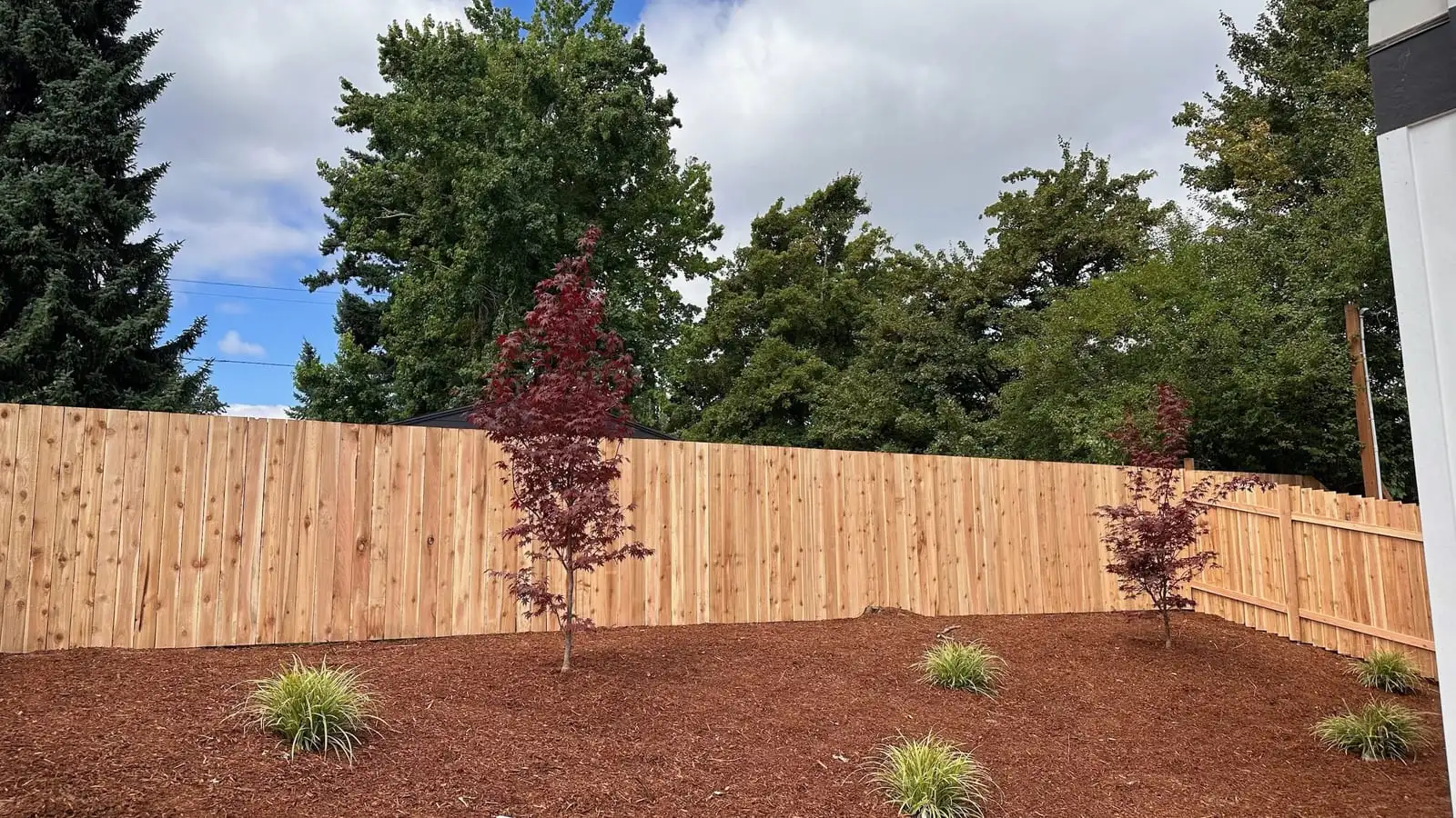 Cedar privacy fence with Japanese maples and fresh bark mulch beds