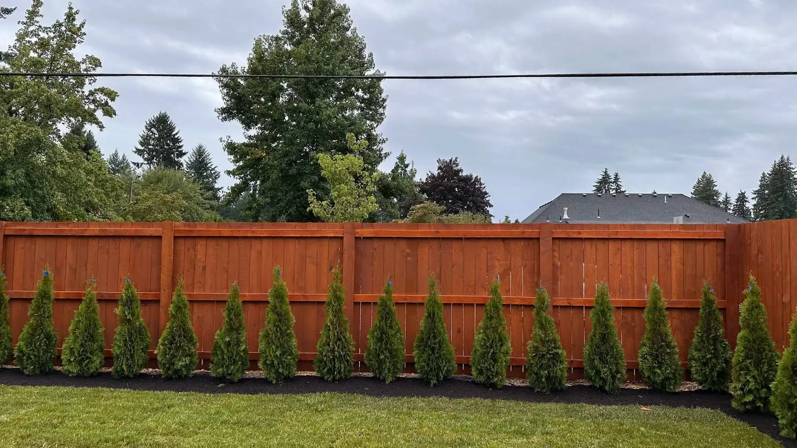 Red-stained wood privacy fence with a row of arborvitae shrubs