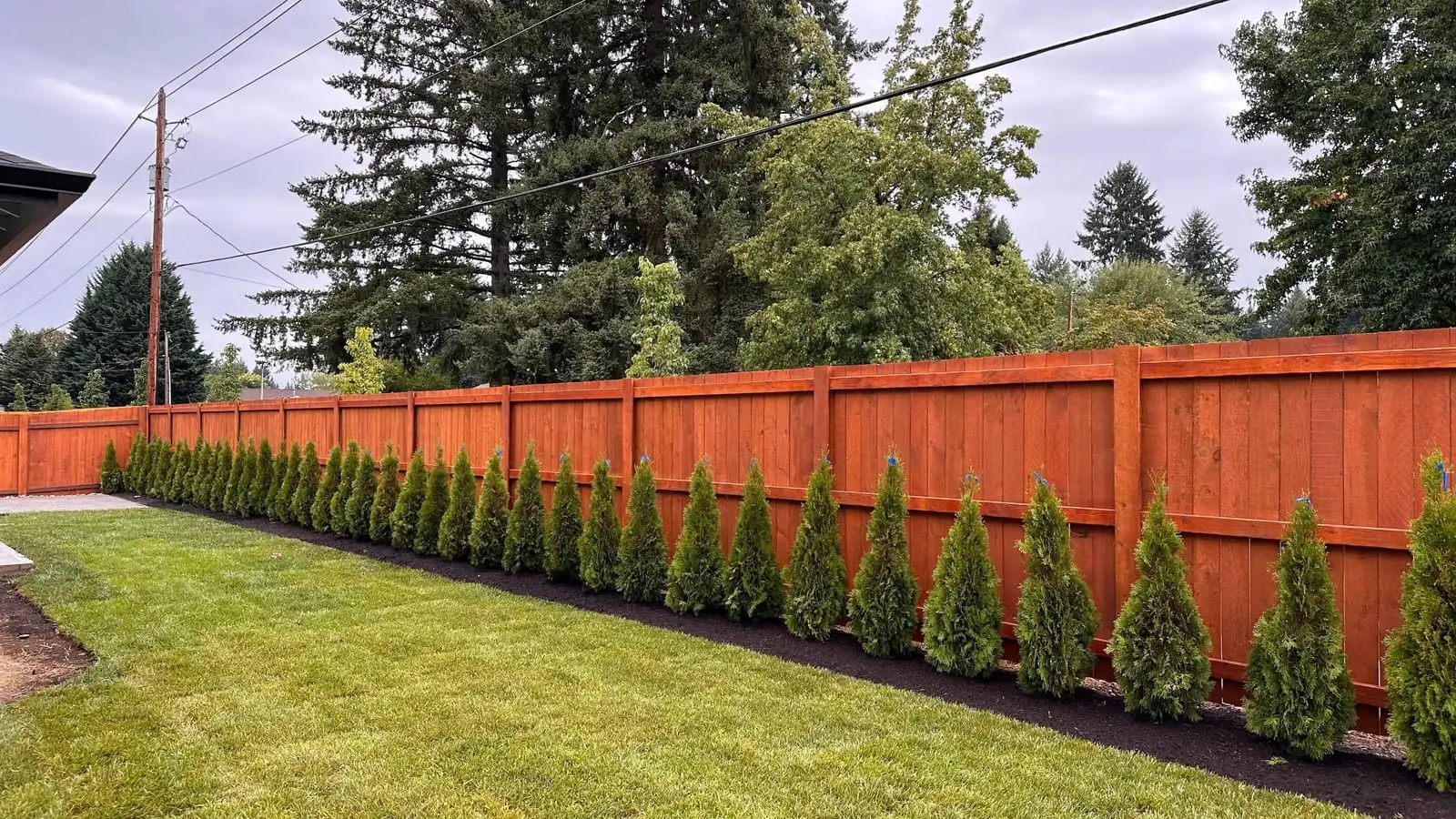 Stained cedar privacy fence lined with young arborvitae along a lawn